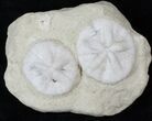 Pair of Fossil Sand Dollars (Astrodapsis) - California #15779-1